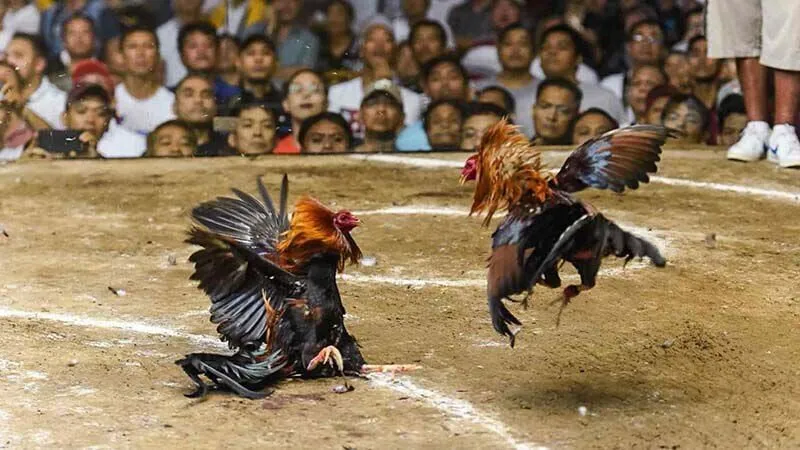 Đá gà cựa là gì?